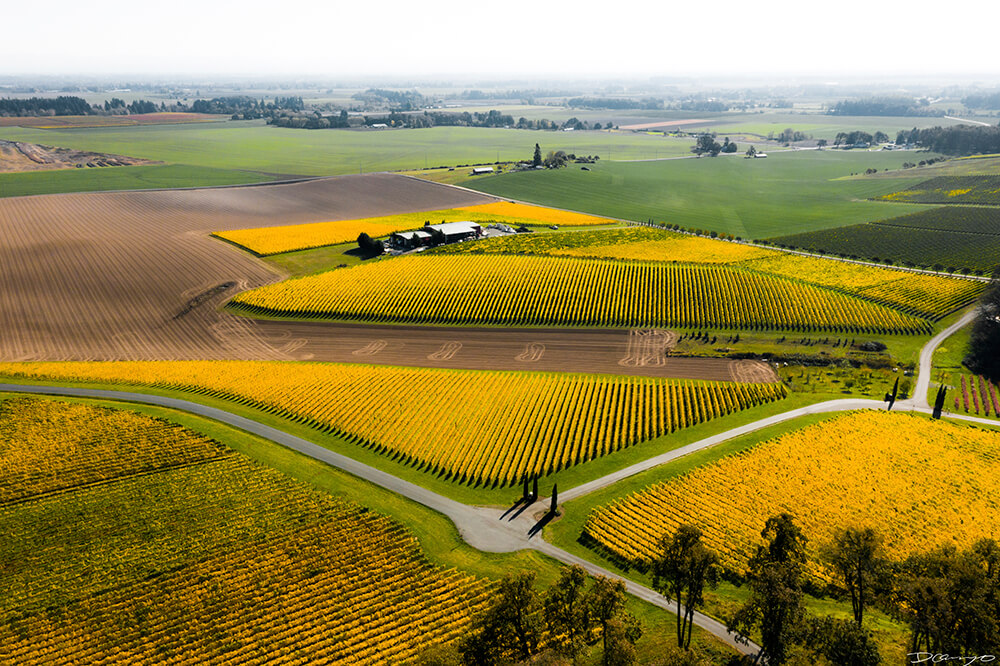 Photos with Communique Wines in McMinville, Oregon, in the Fall of 2020.